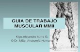 Guia Muscular 2011 Alejandro Iturra G UST Talca