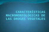 CARACTERÍSTICAS MACROMORFOLÓGICAS DE LAS DROGAS VEGETALES