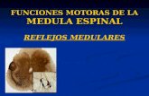 Funciones Motoras de la Médula Espinal