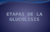 ETAPAS DE LA GLUCOLISIS.pptx