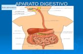 Diapositivas de aparato digestivo