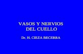 Clase Vasos y Nervios Del Cuello