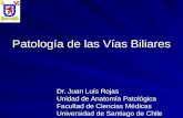 Patología de Las Vías Biliares