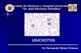 2.4 Leucocitos