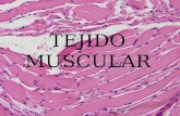 Tejido muscular - Pedro Solera