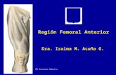 15.) Región Femoral Anterior y Crural - Prof. Iraima Acuña