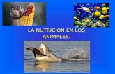 LA NUTRICIÓN EN LOS ANIMALES. (TEMA 2)