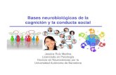 Bases cerebrales de la conducta social