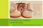 Estructuras contenidas en la vulva