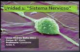 Clase 1 sistema nervioso-iii°
