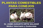 19. Plantas Comestibles Para Conejos
