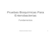 4743830 Pruebas Bioquimicas Para Enterobacterias