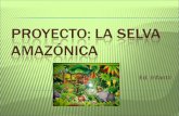 Proyecto La selva amazónica