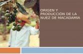 Origen y producción de la nuez de macadamia ppt