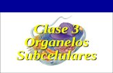 Clase 312 0rganelos subcelulares.ppt
