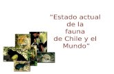 Estado actual de la fauna de Chile y el Mundo