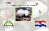 Plan algodonero de Paraguay.