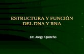 Estructura y función del DNA y RNA.ppt