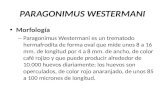 PARAGONIMUS WESTERMANI.pptx