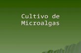 Algas Y Cultivo De Microalgas
