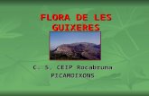 Flora I Fauna De Les Guixeres