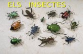 Els Insectes (Primaria)