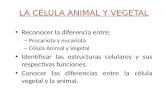La celula animal y vegetal
