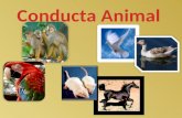 Conducta Animal