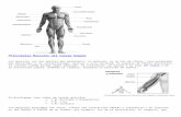 Principales Musculos Del Cuerpo Humano