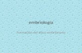 Embriología Formación del disco embrionario. disco embrionario 2da semana: Blastocito dos capas ectoblasto endoblasto 3ra semana: tres capas: mesoblasto.