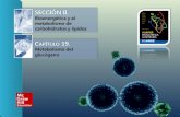 SECCIÓN II. Bioenergética y el metabolismo de carbohidratos y lípidos C APÍTULO 19. Metabolismo del glucógeno.
