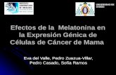 Efectos de la Melatonina en la Expresión Génica de Células de Cáncer de Mama Eva del Valle, Pedro Zuazua-Villar, Pedro Casado, Sofía Ramos UNIVERSIDAD.