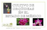 Orquídeas Río Verde. Teléfono: (726) 262-3658, E-mail: info@orchids.com.mx.