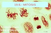 19.6.- MITOSIS P. 265. 19.6.- MITOSIS SIGNIFICADO DE LA MITOSIS La célula madre da lugar a dos células iguales, con la misma información genética que.