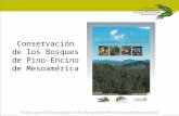Conservación de los Bosques de Pino-Encino de Mesoamérica.
