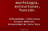 E. Rodríguez, UCR La célula bacteriana: morfología, estructuras, función. Enfermedades Infecciosas Enfermedades Infecciosas Escuela Medicina Universidad.