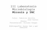 III Laboratorio Microbiología Micosis y SNC Fotos: Fabricio Sevilla Jose Carlos Alonso Presentación: Viviana Vargas Bibliografía: hojas lab y ppt teóricas.