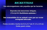 RICKETTSIAS Son microorganismos más pequeñas que las bacterias. Reproducción intracelular obligada. ( Excepción Rochilomea quintana ) Son transmitidas.
