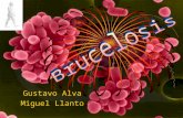 Gustavo Alva Miguel Llanto. Brucelosis enfermedad producida por las bacterias del genero Brucella, son cocobacilos gram negativos, que suelen transmitirse.