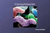 Campylobacter Lorena Godinho. Algunas especies del género Campylobacter son reconocidas como agentes causales de diarrea en el hombre. La especie aislada.
