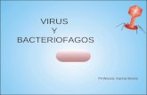 VIRUS Y BACTERIOFAGOS Profesora: Karina Brevis. ¿Podrías definir los siguientes conceptos? Virus Virión Bacteriófago Vía lítica Vía lisogénica Transcriptasa.