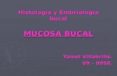Histología y Embriología bucal MUCOSA BUCAL Yamel Villabrille. 09 – 0958.