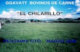 GGAVATT BOVINOS DE CARNE EL CHILARILLO PENJAMO, GTO. MARZO 2006.