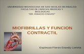 UNIVERSIDAD MICHOACANA DE SAN NICOLAS DE HIDALGO FACULTAD DE CIENCIAS MEDICAS Y BIOLOGICAS DR. IGNACIO CHAVEZ MIOFIBRILLAS Y FUNCION CONTRACTIL Espinoza.