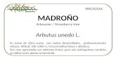 MADROÑO Arbousier / Strawberry tree Arbutus unedo L. ERICÁCEAS En zonas de clima suave con suelos desarrollados, preferentemente silíceos. Altitud: 100-1300.