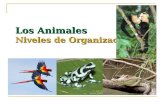 Los Animales Niveles de Organización. La Célula Animal.