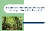 Factores limitantes del suelo en la producción forestal.