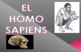 1.- Origen del Homosapiens. 2. Aspectos Morfológicos 2.1 Diferencia con otros primates 2.2 Olfato 2.3 Alimentación 3. Habitad 4. Cultura 4.1 Lenguaje.