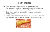 Pancreas Una glándula endocrina, que secreta las hormonas insulina y glucagón, como glándula exocrina, produce enzimas digestivas. Secreta insulina, glucagón.
