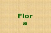 Flora. Fauna Invertebrados Vertebrados-1.